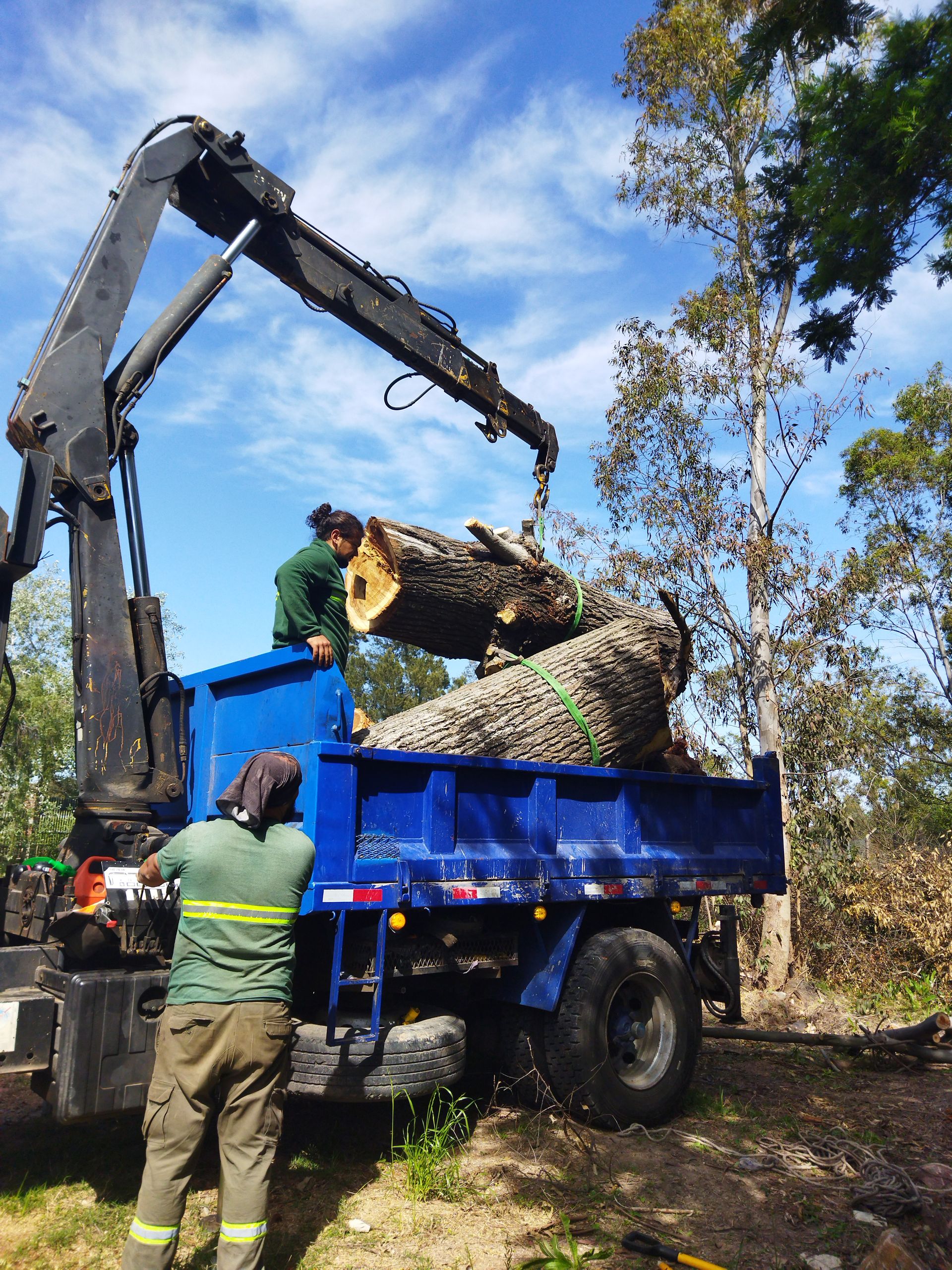 Workers loading large timber logs onto a commercial truck for export