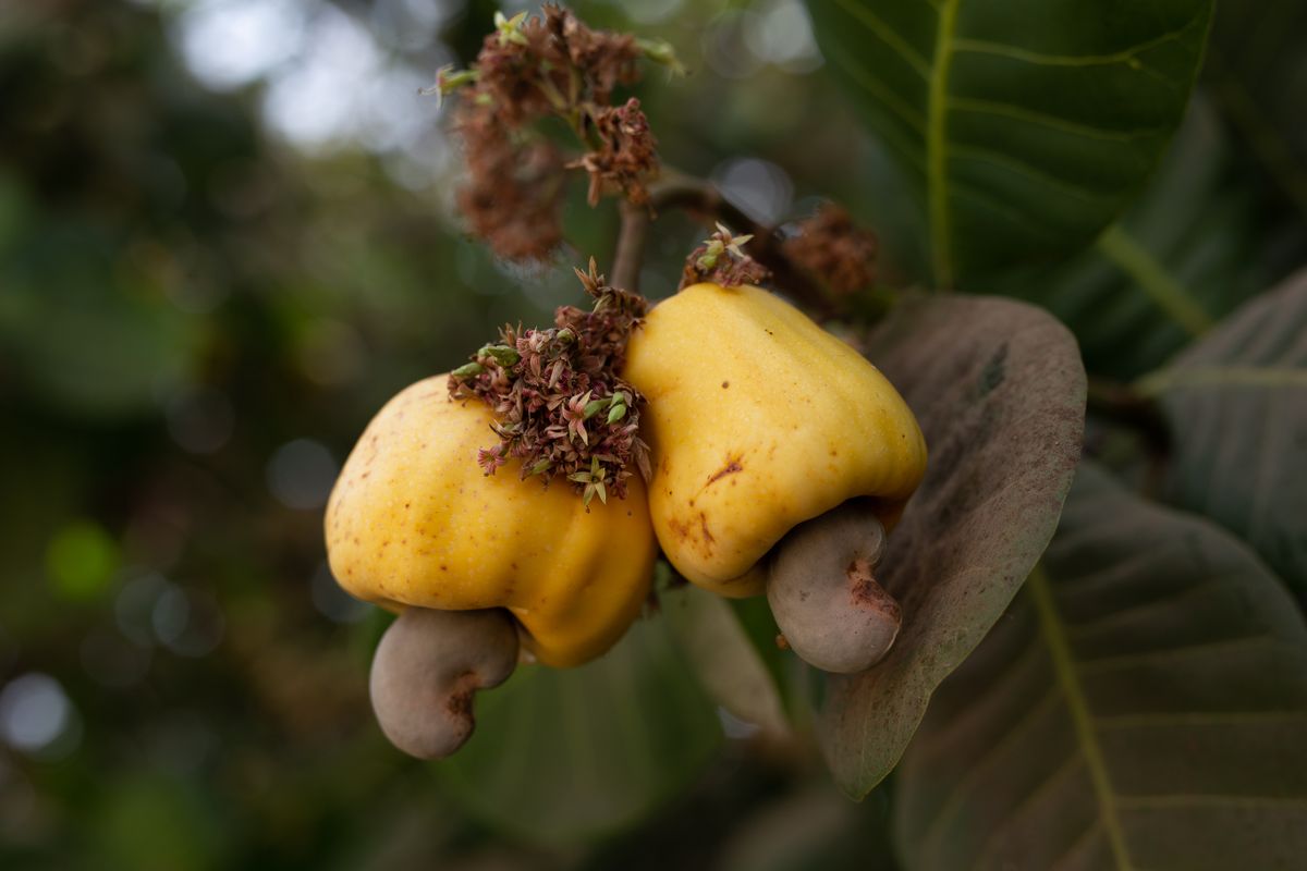 Raw cashew nuts — West African harvest, unprocessed, suitable for industrial processing