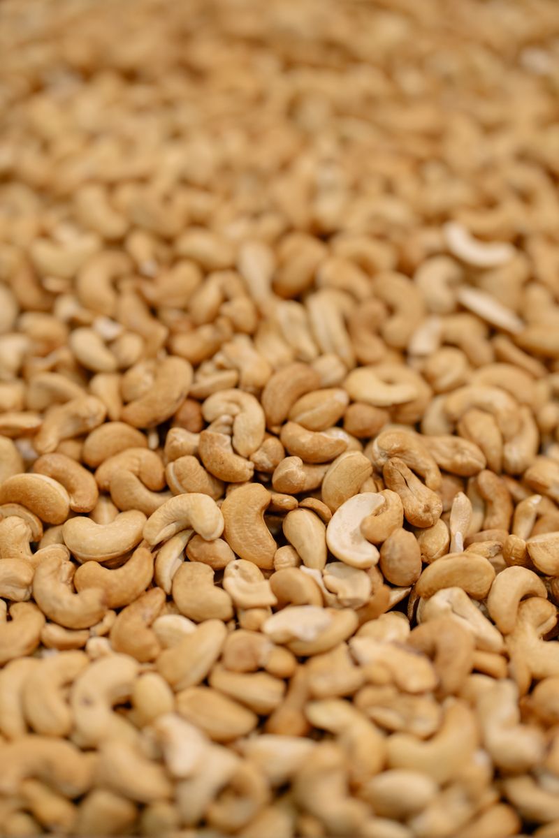 Premium W240 whole white cashew kernels — processed and graded, commercial export quality