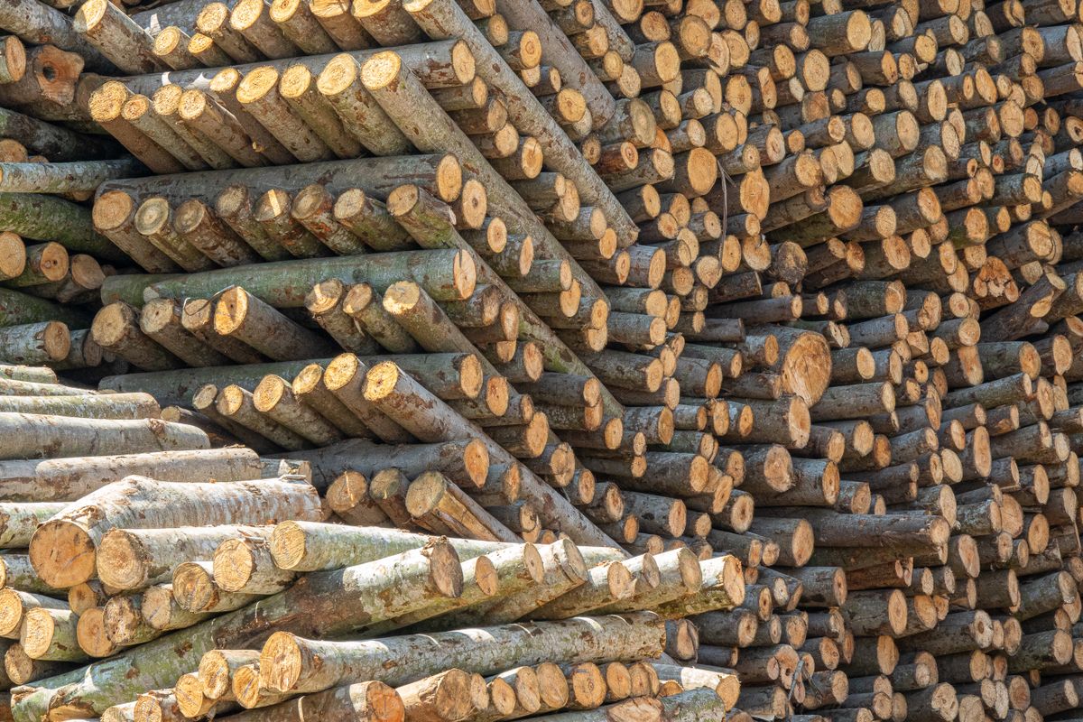 Round tropical hardwood logs stacked at a West African timber yard