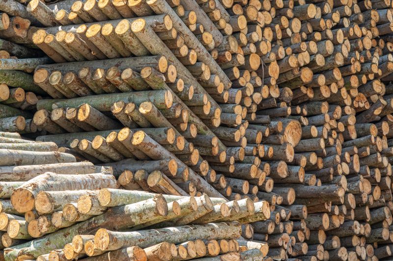 Round tropical hardwood logs stacked at a West African timber yard